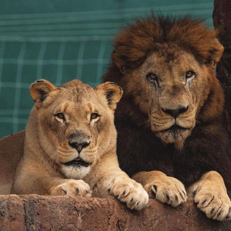 Lions View Accommodation Mbombela Eksteriør billede