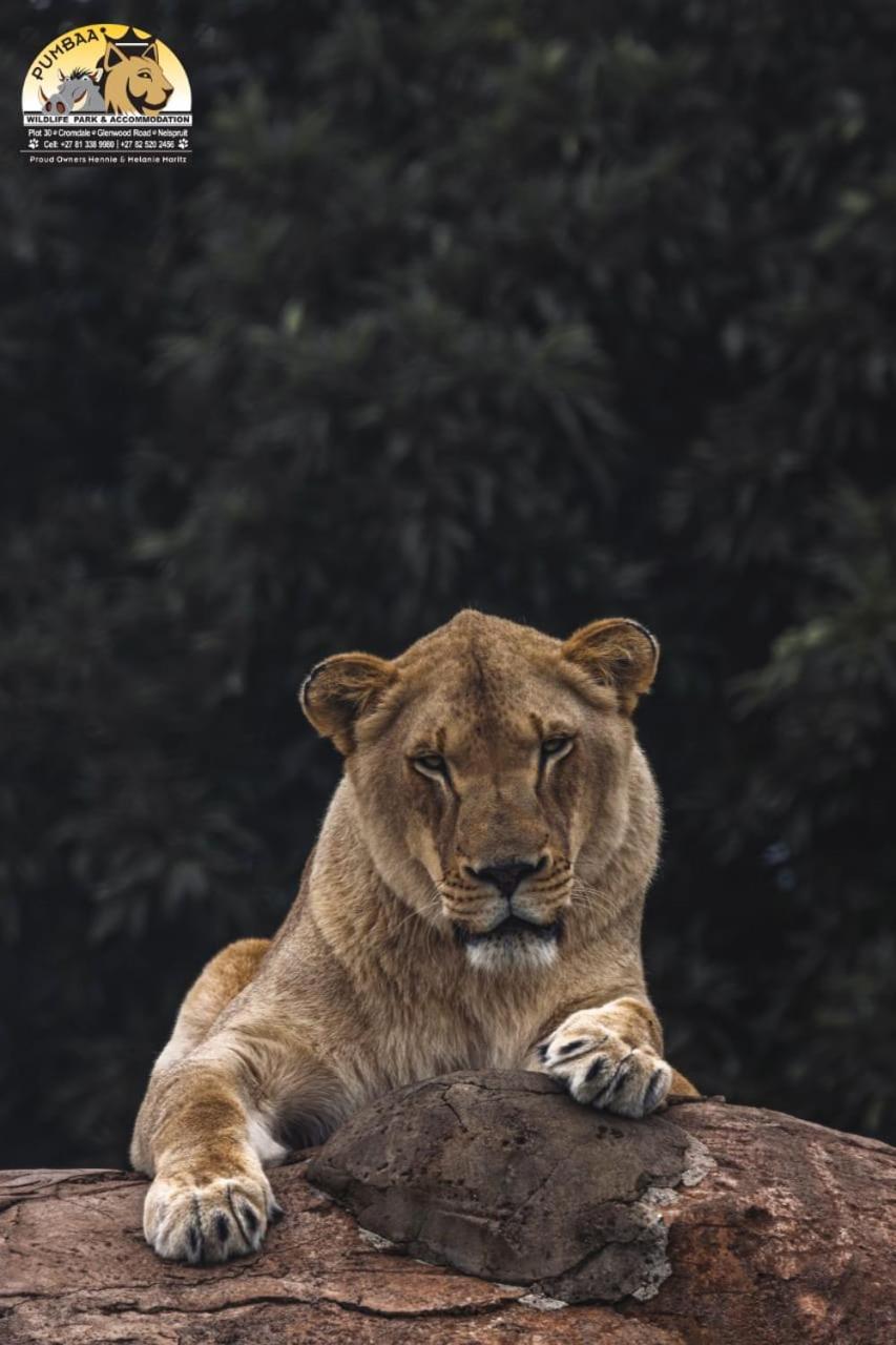 Lions View Accommodation Mbombela Eksteriør billede