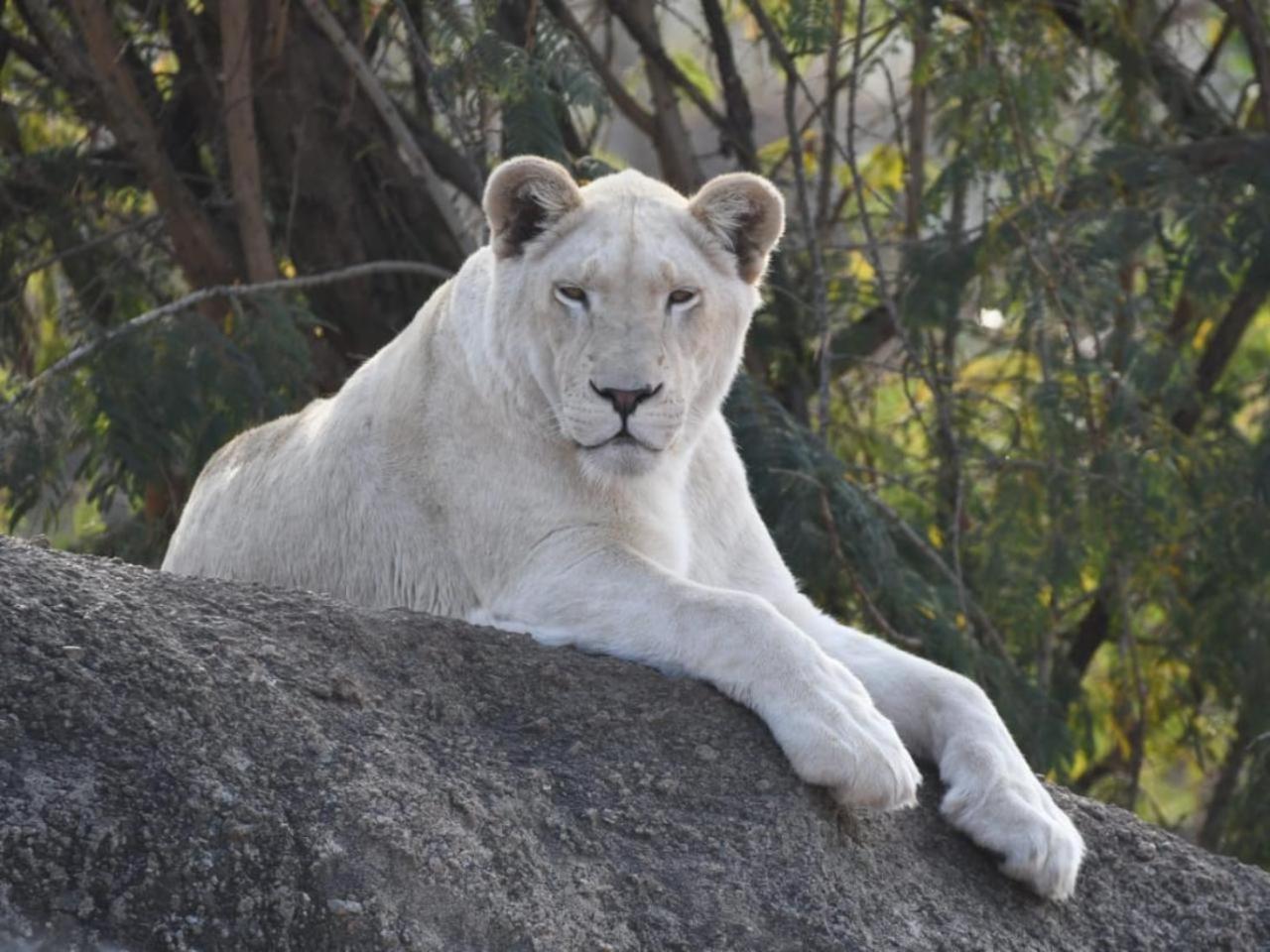 Lions View Accommodation Mbombela Eksteriør billede