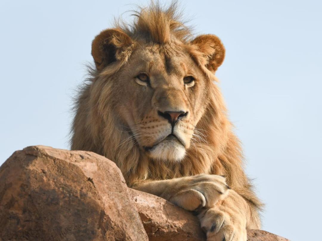 Lions View Accommodation Mbombela Eksteriør billede