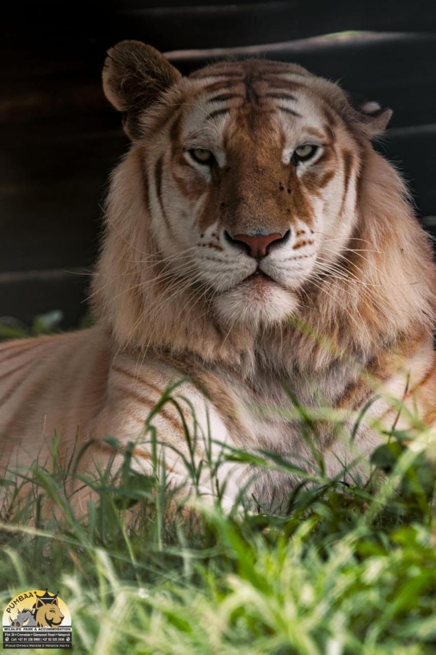 Lions View Accommodation Mbombela Eksteriør billede